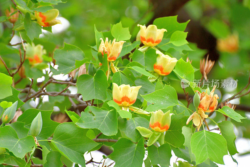 郁金香树/鹅掌楸郁金香花